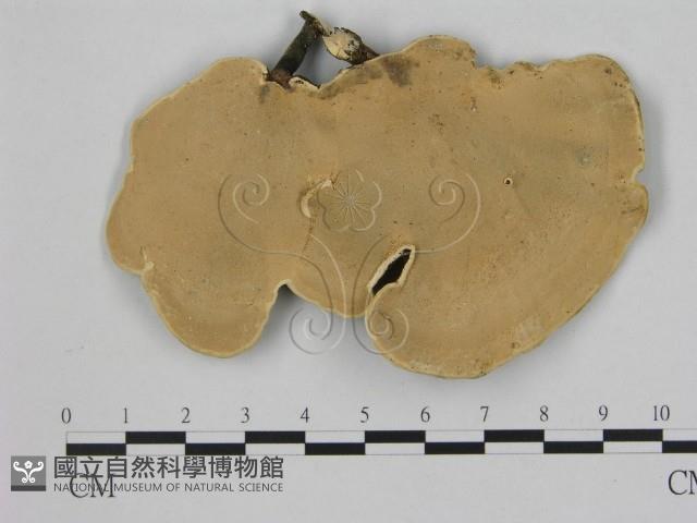 相鄰小孔菌藏品圖，第1張