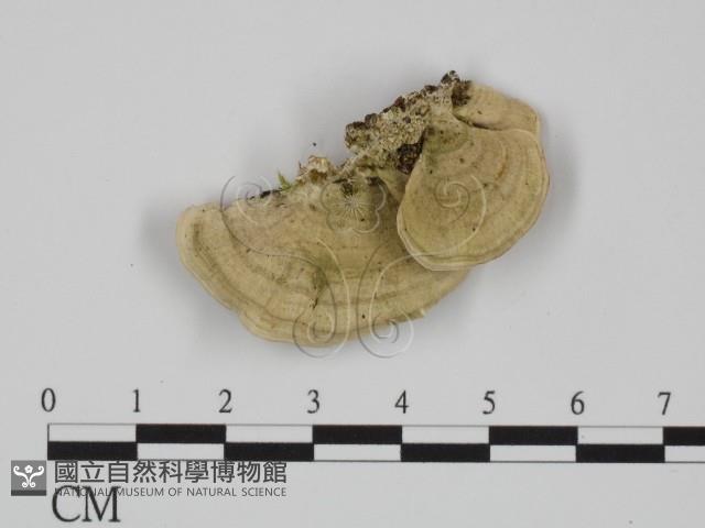 附毛菌屬藏品圖，第1張