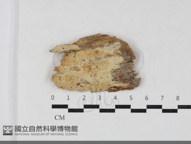 登錄號:F0033844藏品圖，第1張