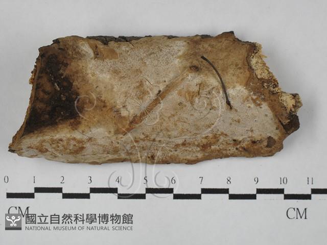 登錄號:F0028944藏品圖，第1張