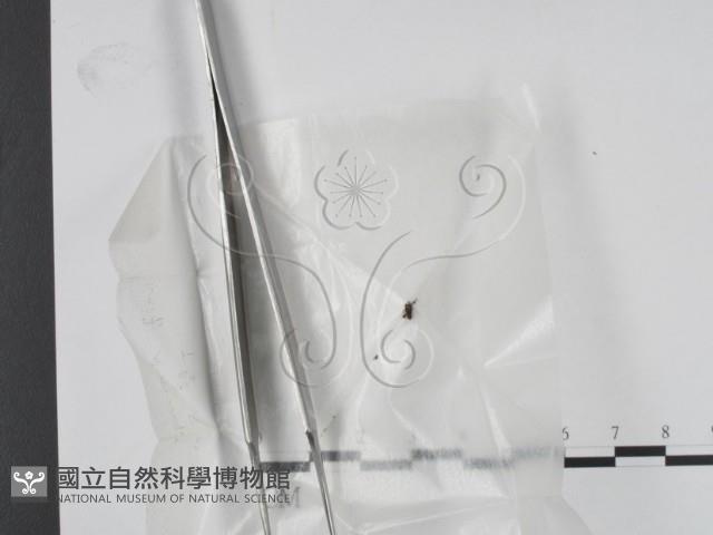 登錄號:F0008944藏品圖，第1張