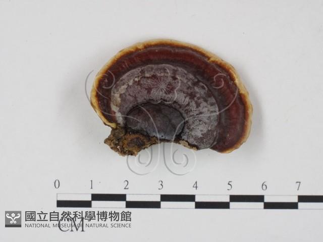 靈芝屬藏品圖，第1張
