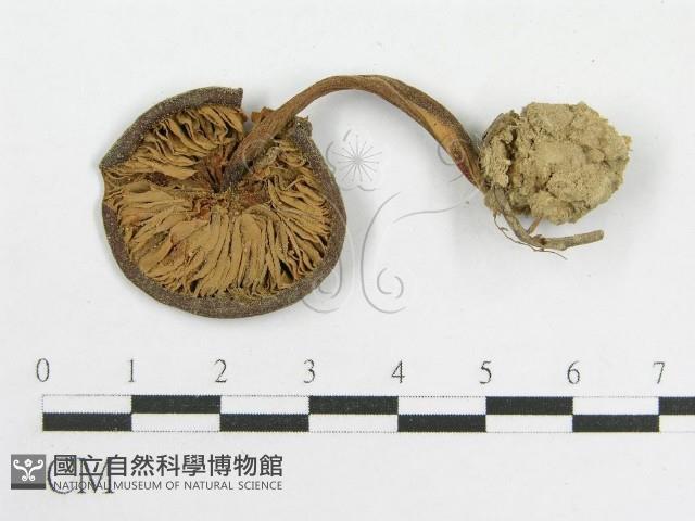 粉褶菌屬藏品圖，第1張