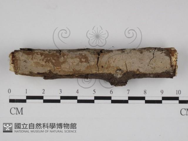 刺皮菌屬藏品圖，第1張