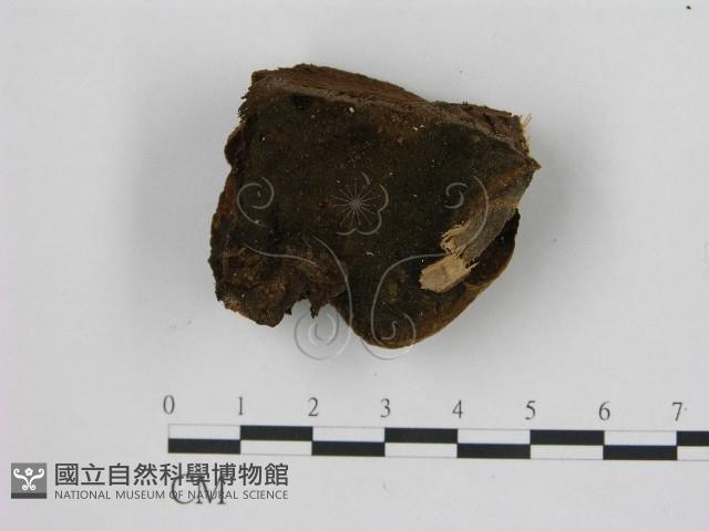 登錄號:F0006944藏品圖，第1張