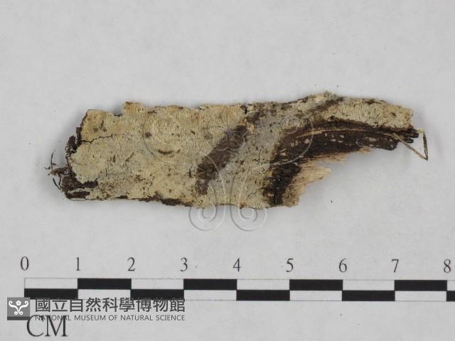 登錄號:F0024944藏品圖，第1張