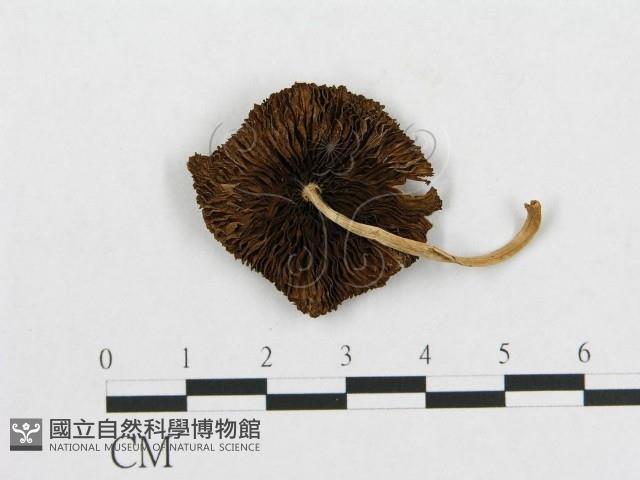 登錄號:F0004944藏品圖，第1張