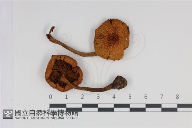 登錄號:F0034944藏品圖，第1張