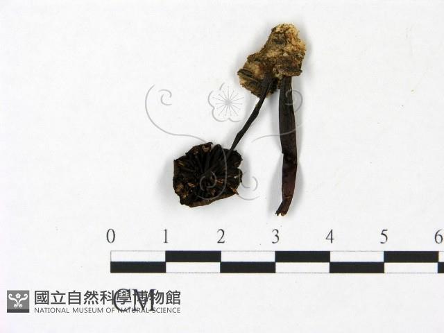 登錄號:F0022944藏品圖，第1張