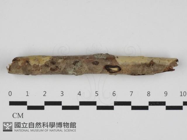 登錄號:F0032944藏品圖，第1張