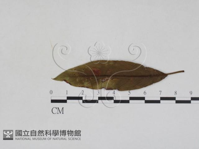 登錄號:F0027944藏品圖，第1張