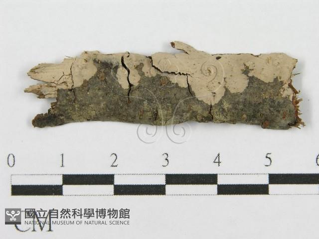 筍殼菌屬藏品圖，第1張