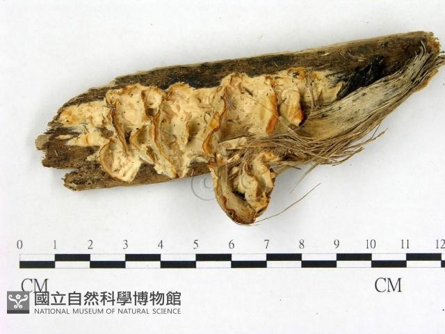 膠孔菌屬藏品圖，第1張