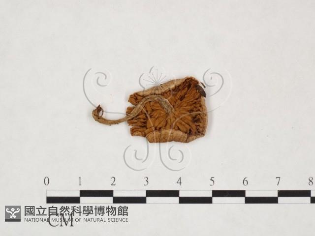 登錄號:F0025944藏品圖，第1張
