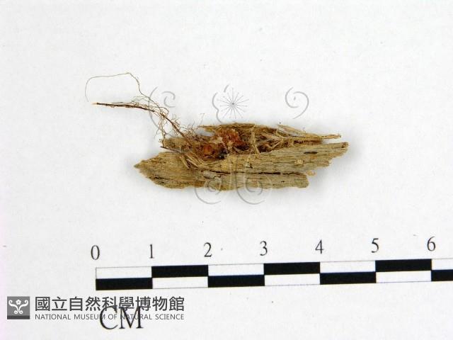 登錄號:F0015944藏品圖，第1張