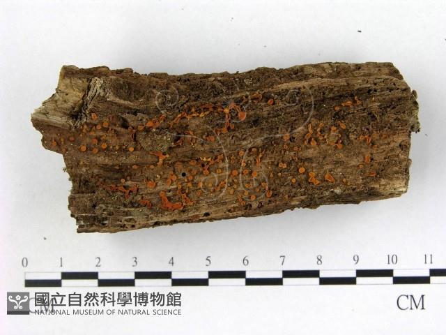 登錄號:F0009944藏品圖，第1張