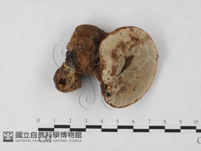 登錄號:F0023944藏品圖，第1張