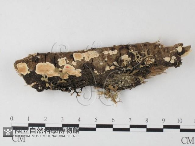 登錄號:F0003944藏品圖，第1張