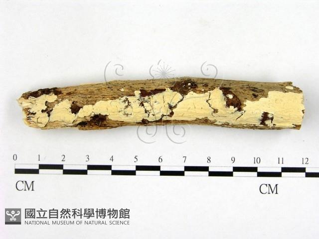 顯絲菌屬藏品圖，第1張