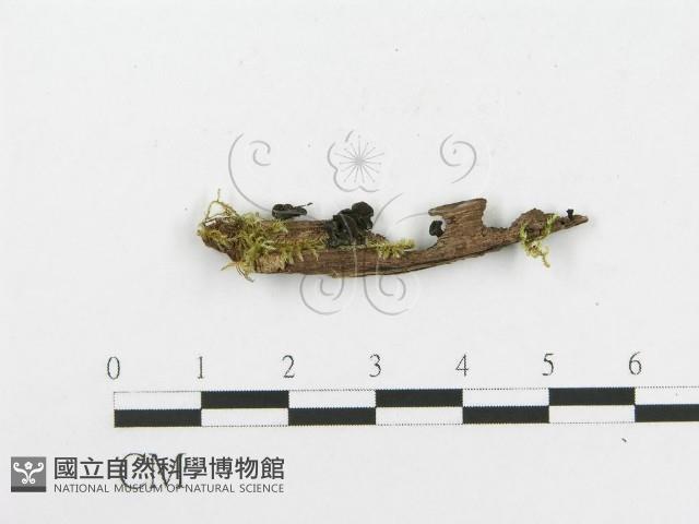 登錄號:F0018644藏品圖，第1張