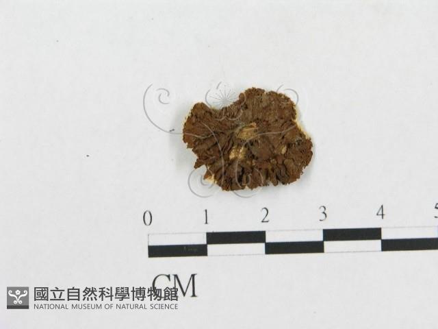 登錄號:F0000644藏品圖，第1張