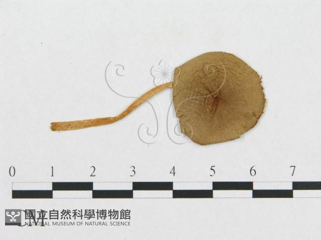 登錄號:F0010644藏品圖，第1張