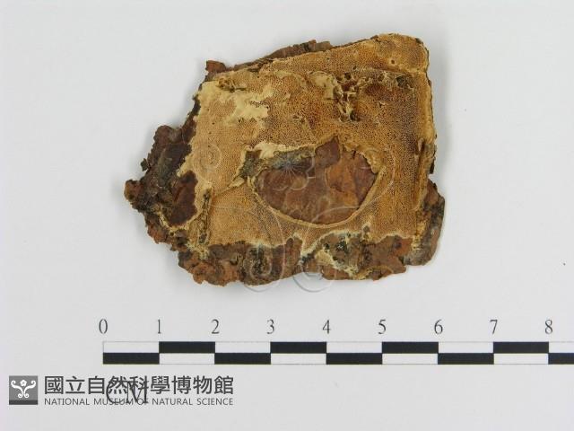 登錄號:F0016644藏品圖，第1張