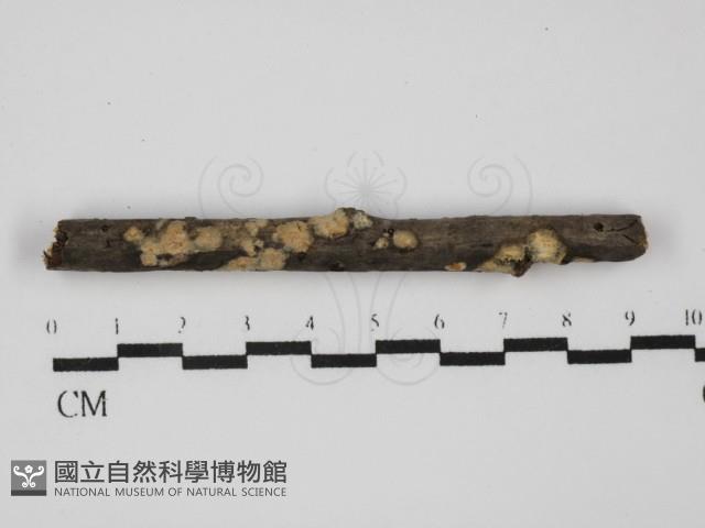 登錄號:F0031644藏品圖，第1張
