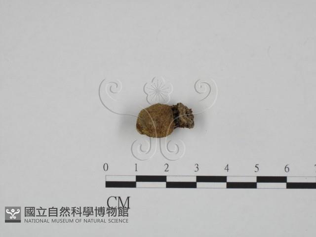 登錄號:F0024644藏品圖，第1張