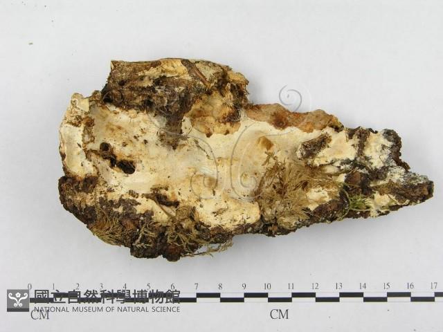 登錄號:F0004644藏品圖，第1張