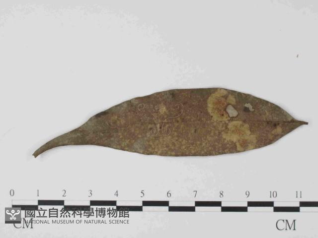 登錄號:F0014644藏品圖，第1張