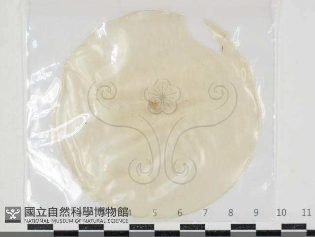 登錄號:F0034644藏品圖，第1張