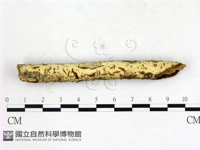 登錄號:F0022644藏品圖，第1張