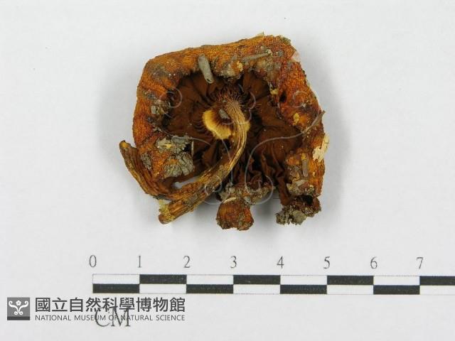 登錄號:F0002644藏品圖，第1張