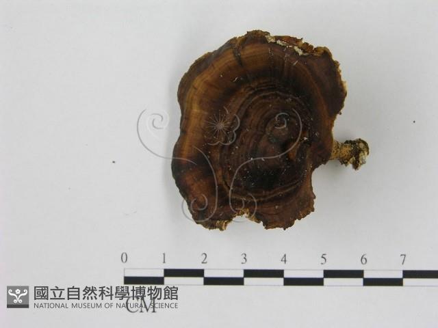 登錄號:F0012644藏品圖，第1張