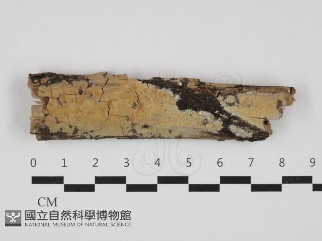 登錄號:F0032644藏品圖，第1張