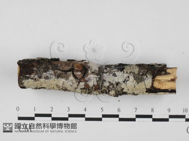 登錄號:F0027644藏品圖，第3張