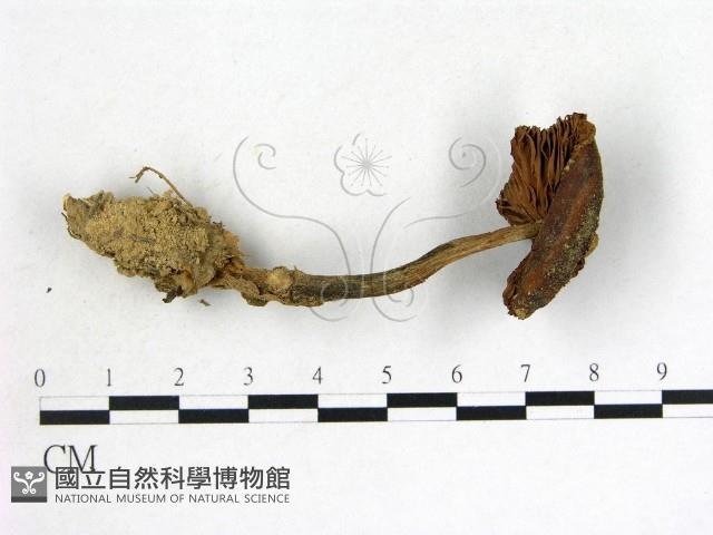 登錄號:F0007644藏品圖，第1張