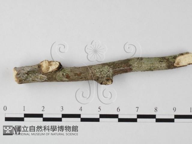 刺皮菌屬藏品圖，第1張