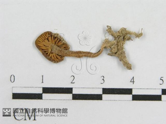 粉褶菌屬藏品圖，第1張