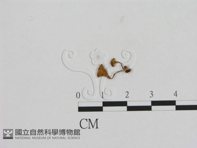 登錄號:F0015644藏品圖，第1張