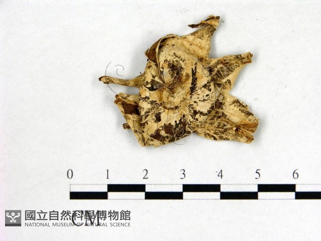 登錄號:F0009644藏品圖，第1張
