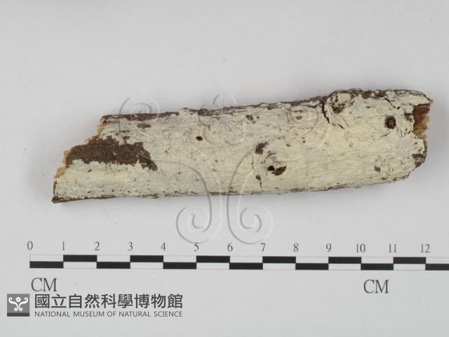 冇骨消絲齒菌藏品圖，第1張