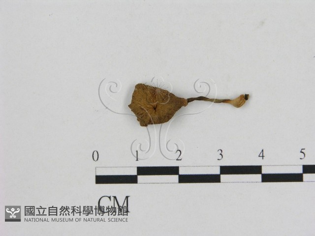 小菇屬藏品圖，第1張