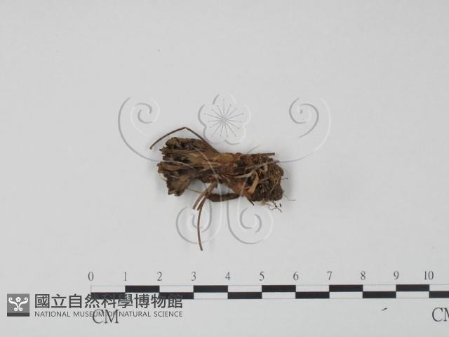 革菌屬藏品圖，第1張