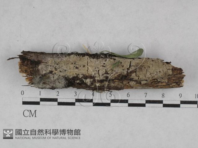 絲皮菌屬藏品圖，第1張