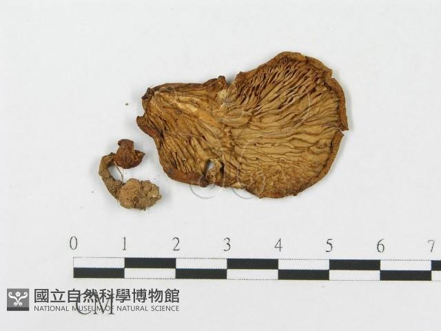登錄號:F0008444藏品圖，第1張