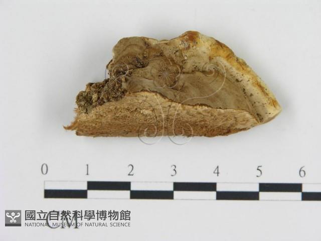 登錄號:F0006444藏品圖，第1張