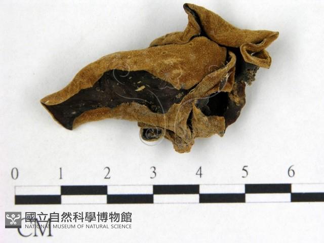 毛木耳藏品圖，第1張