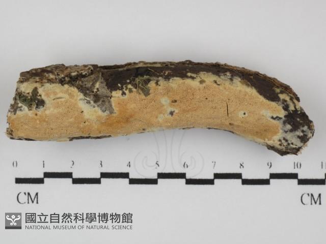登錄號:F0031444藏品圖，第1張